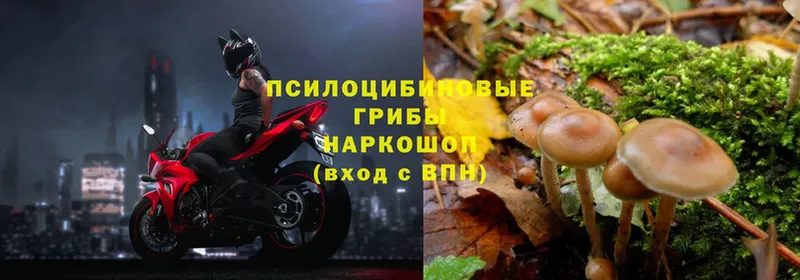 Галлюциногенные грибы Psilocybe  закладка  Борзя 